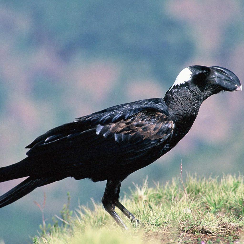 thick billed raven simien mountains