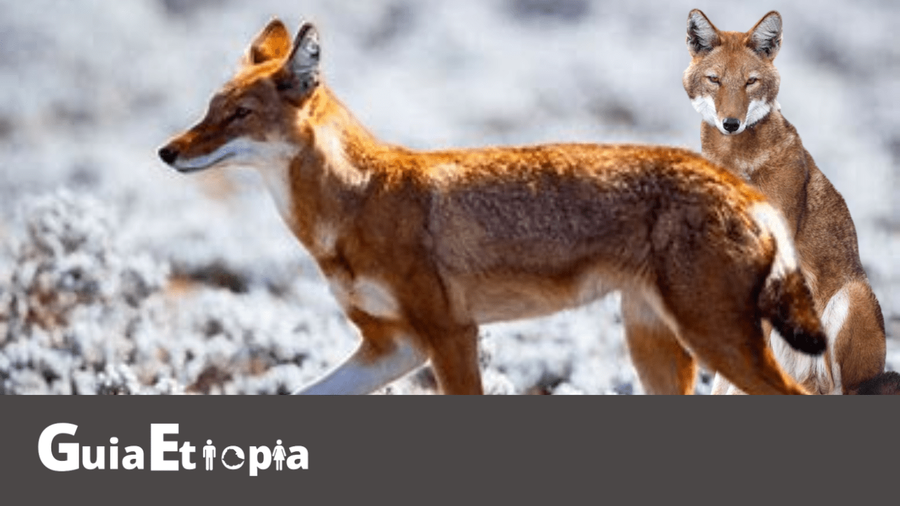 Unveiling the Mystique of the Simien Fox - A Must-See for Travelers in Ethiopia